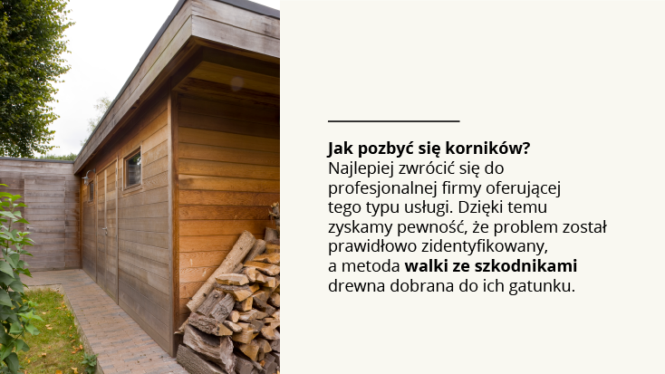 Jak się pozbyć szkodników z drewna?